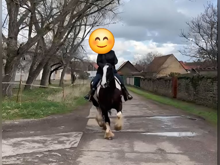 Drum Horse Merrie 7 Jaar 175 cm Tobiano-alle-kleuren in Udestedt