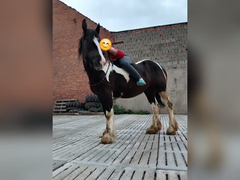Drum Horse Merrie 7 Jaar 175 cm Tobiano-alle-kleuren in Udestedt