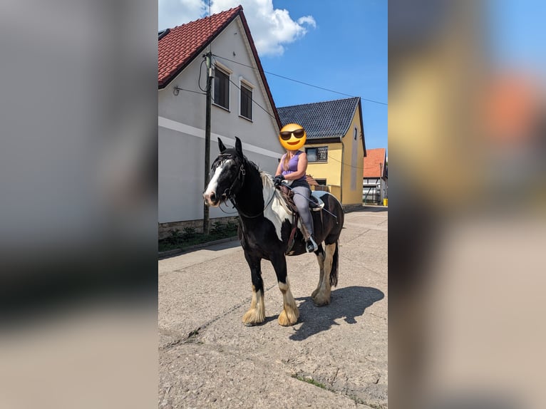Drum Horse Merrie 7 Jaar 175 cm Tobiano-alle-kleuren in Udestedt
