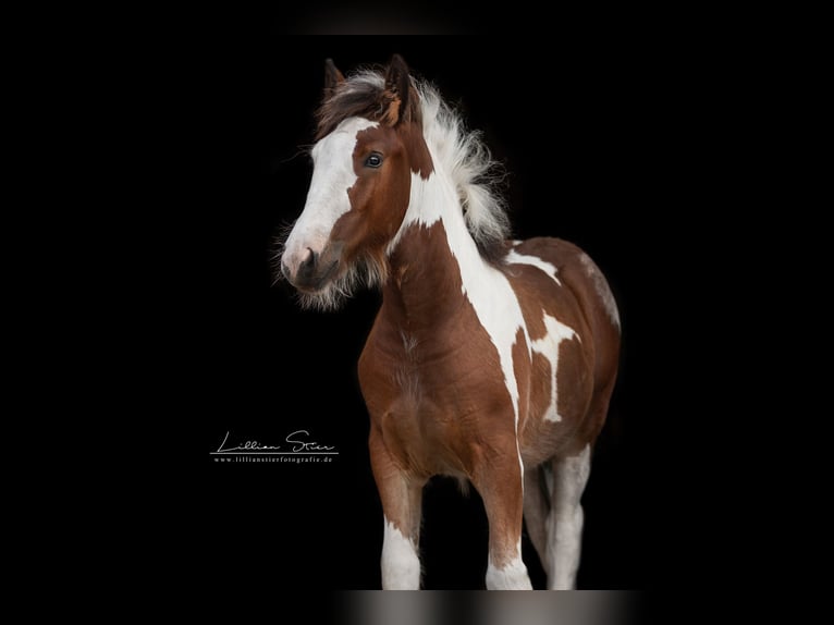 Drum Horse Merrie Veulen (05/2025) Gevlekt-paard in Uelsen