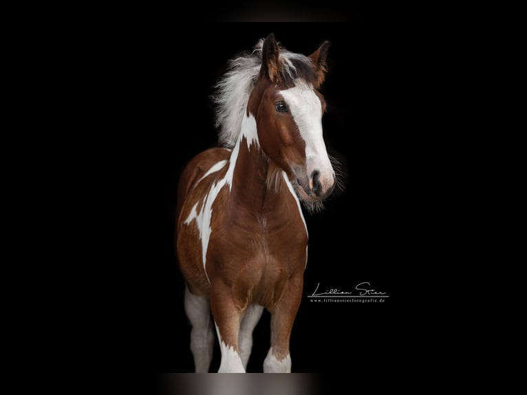 Drum Horse Merrie Veulen (05/2025) Gevlekt-paard in Uelsen