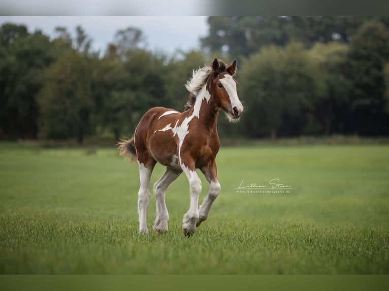 Drum Horse Merrie Veulen (05/2025) Gevlekt-paard in Uelsen