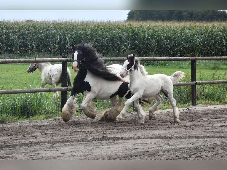 Drum Horse Ogier 1 Rok 160 cm Srokata in Oldeholtwolde