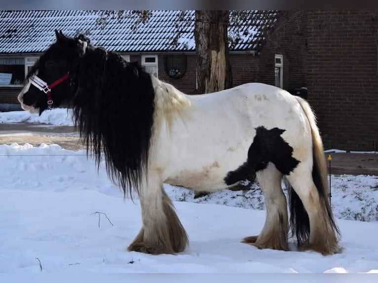 Drum Horse Ogier Źrebak (04/2025) 160 cm Srokata in Oldeholtwolde