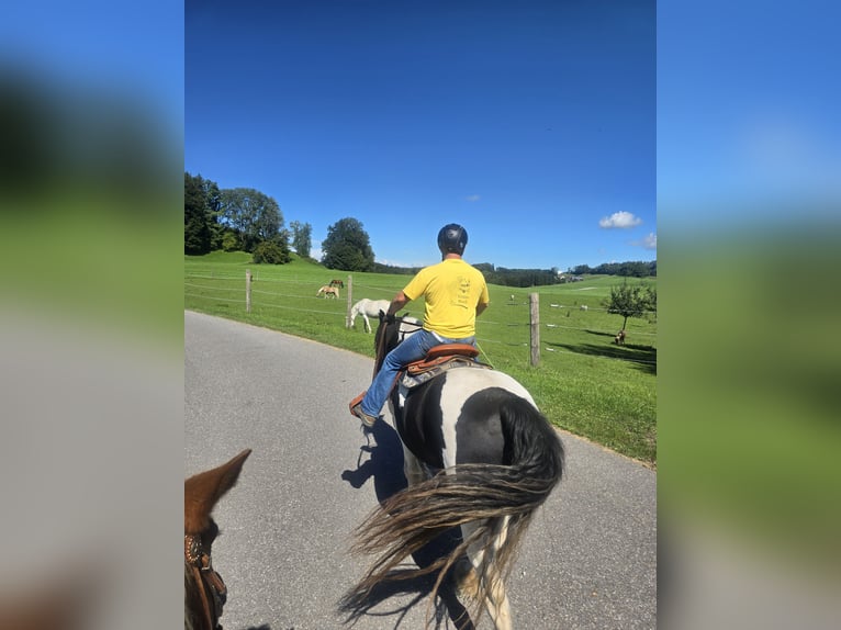Drum Horse Ruin 19 Jaar 170 cm Gevlekt-paard in Amtzell