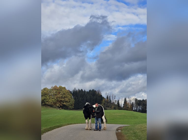 Drum Horse Ruin 19 Jaar 170 cm Gevlekt-paard in Amtzell