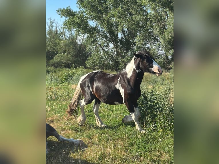 Drum Horse Mix Ruin 4 Jaar 174 cm Gevlekt-paard in Schkeuditz