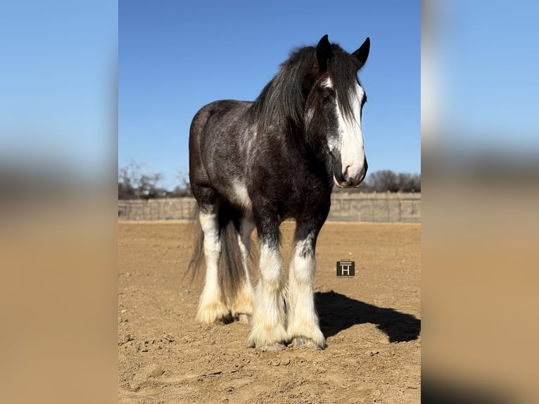 Drum Horse Ruin 6 Jaar 183 cm Sabino in Weatherford
