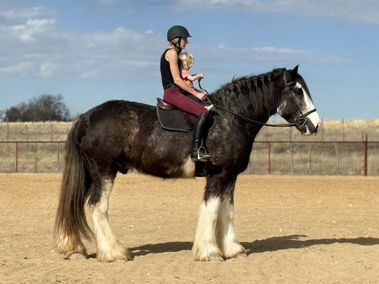 Drum Horse Ruin 6 Jaar 183 cm Sabino in Weatherford