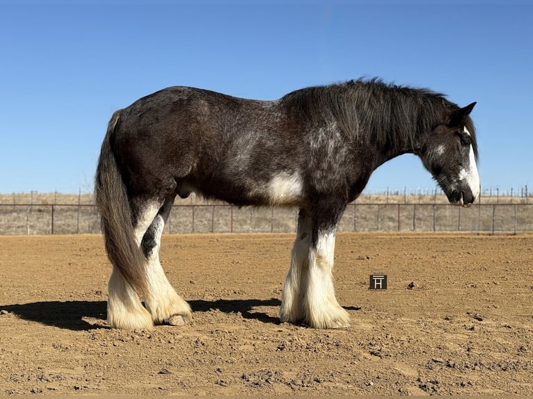 Drum Horse Ruin 6 Jaar 183 cm Sabino in Weatherford