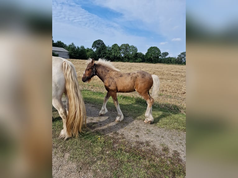 Drúm horse Semental 1 año 160 cm Castaño rojizo in Ringsted