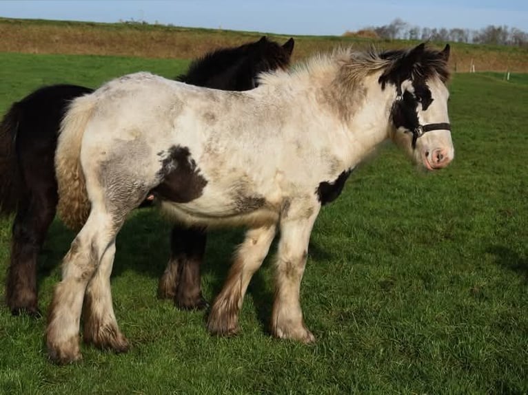 Drúm horse Semental 1 año 160 cm Pío in Oldeholtwolde