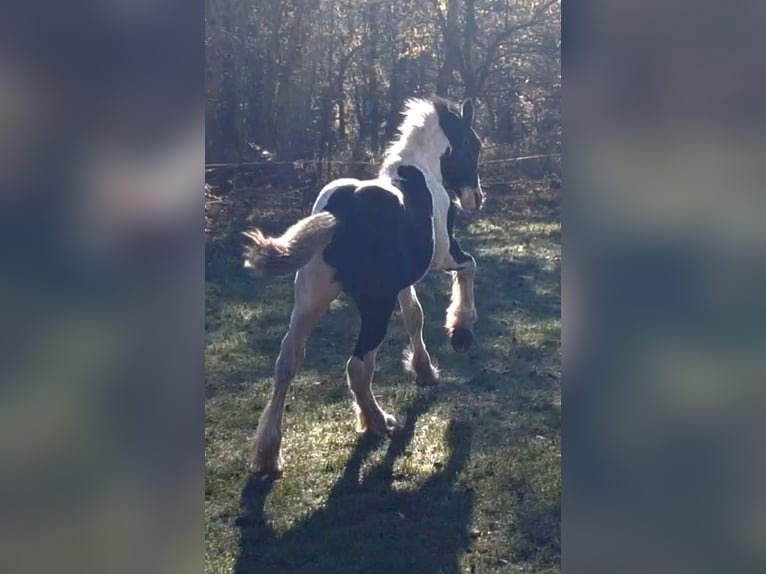 Drum Horse Stallion 1 year 14 hh in Rathenow