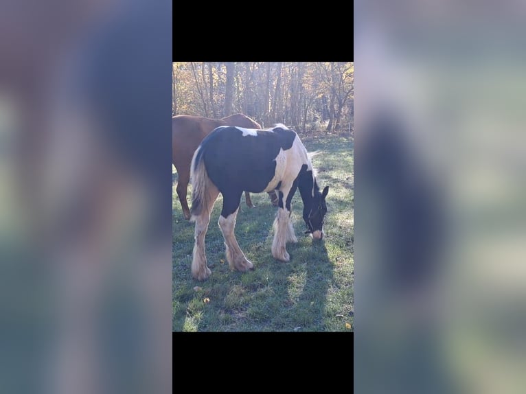 Drum Horse Stallion 1 year 14 hh in Rathenow