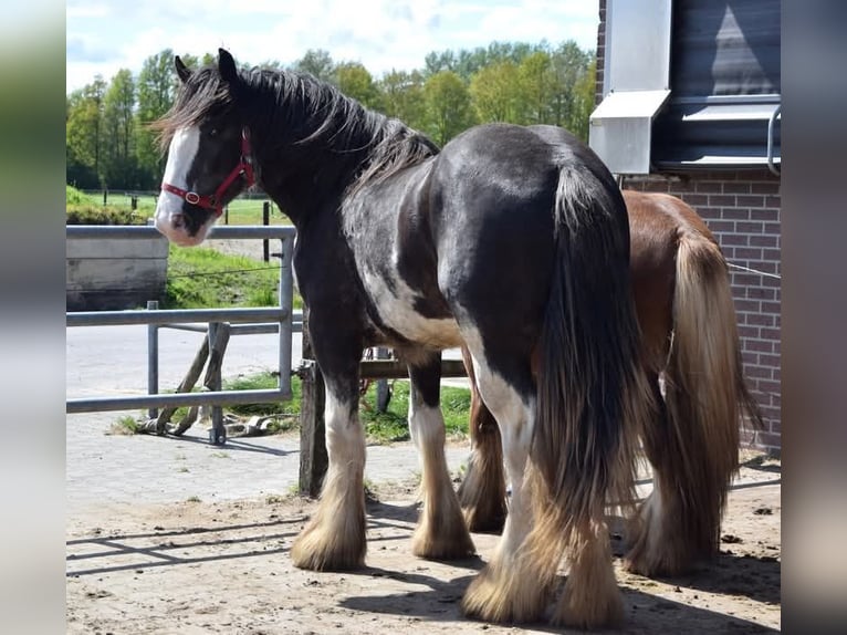 Drum Horse Stallion 1 year 15,2 hh Pinto in Oldeholtwolde