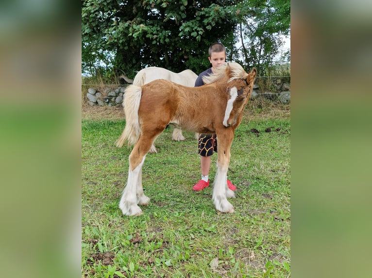 Drum Horse Stallion Foal (05/2025) 15,2 hh Bay in Ringsted