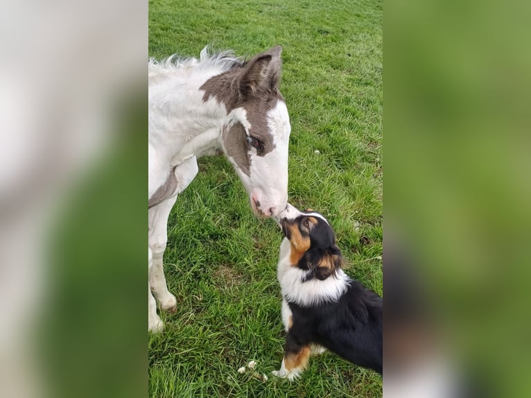 Drum Horse Stallion Foal (04/2025) 15,2 hh Pinto in Oldeholtwolde