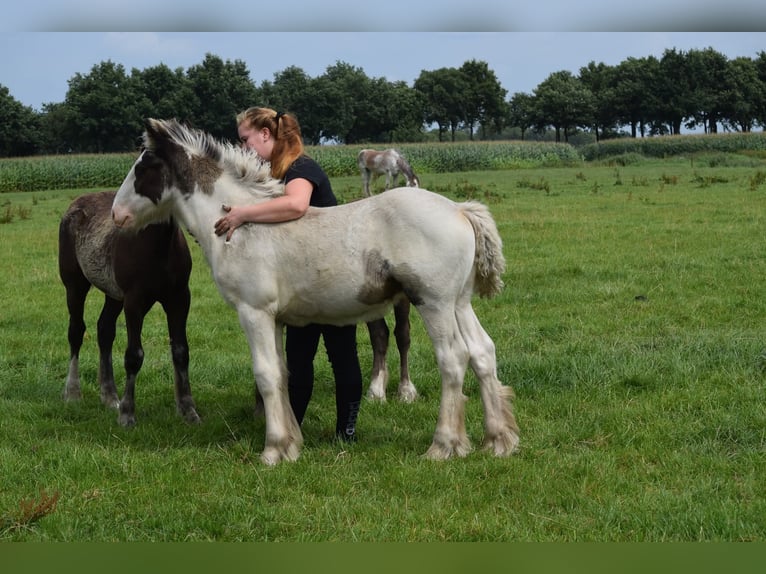 Drum Horse Stallion Foal (04/2025) 15,2 hh Pinto in Oldeholtwolde