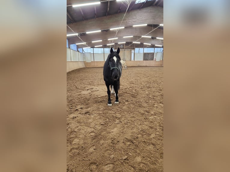 Drum-Horse Stute 15 Jahre 174 cm Rappe in Berlin