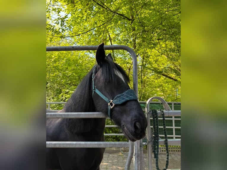 Drum-Horse Stute 15 Jahre 174 cm Rappe in Berlin