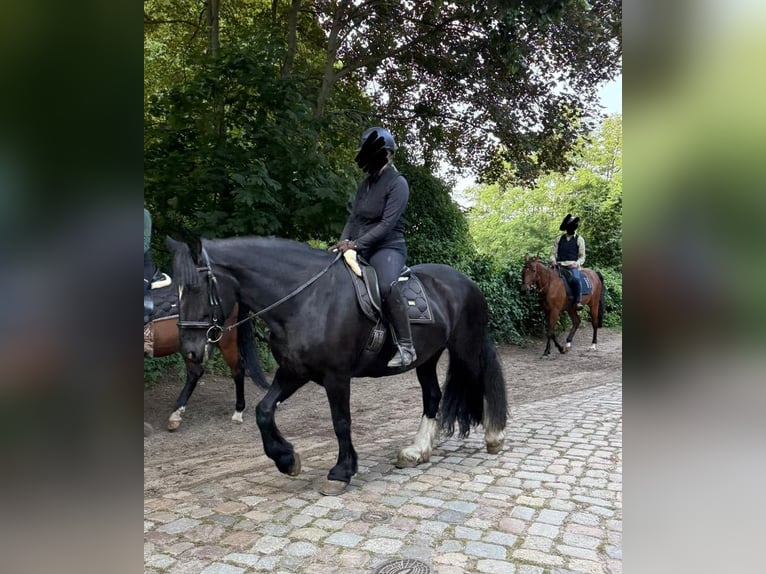 Drum-Horse Stute 15 Jahre 174 cm Rappe in Berlin