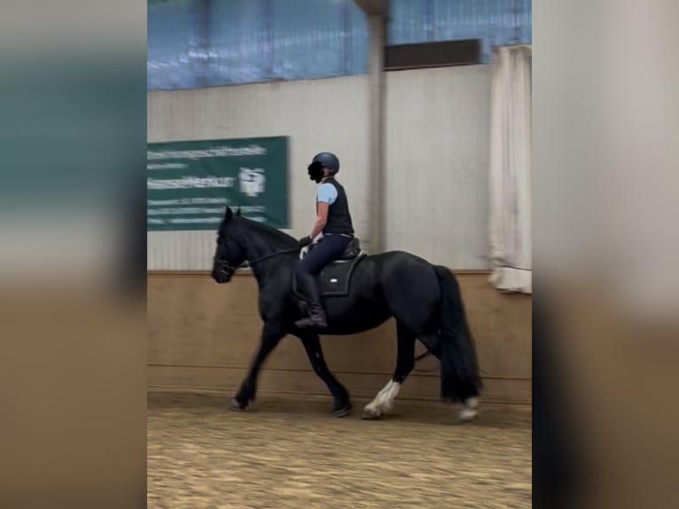 Drum-Horse Stute 15 Jahre 174 cm Rappe in Berlin