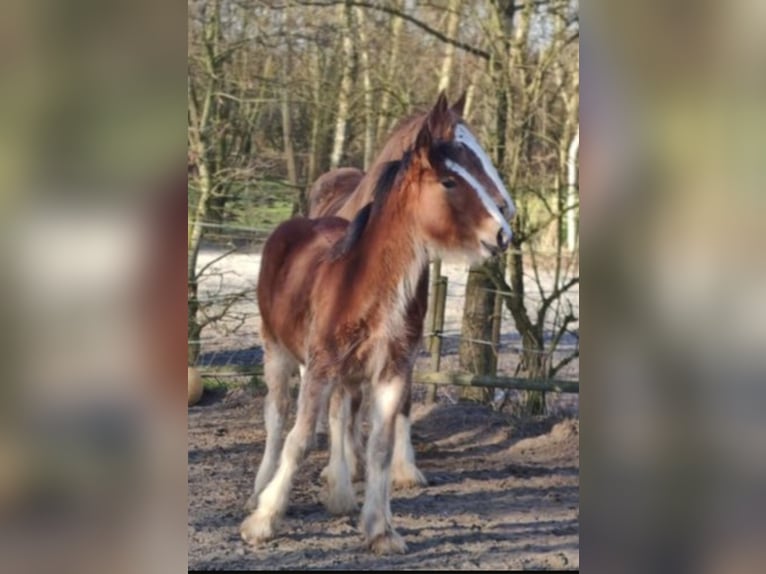 Drum-Horse Stute 1 Jahr 175 cm Brauner in Großefehn