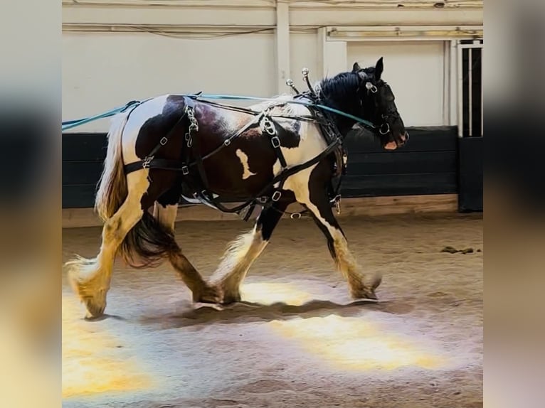 Drum-Horse Stute 2 Jahre 163 cm Tobiano-alle-Farben in Ortonville