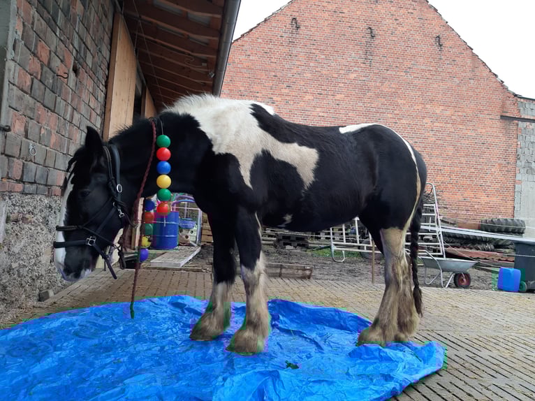 Drum-Horse Stute 7 Jahre 175 cm Tobiano-alle-Farben in Udestedt