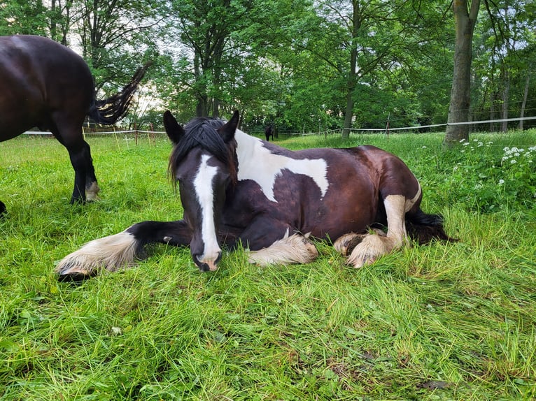 Drum-Horse Stute 7 Jahre 175 cm Tobiano-alle-Farben in Udestedt