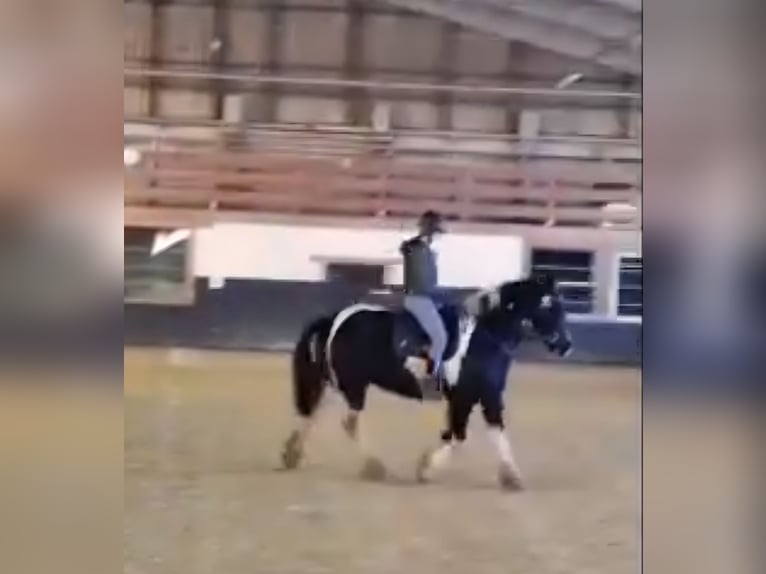 Drum-Horse Stute 7 Jahre 175 cm Tobiano-alle-Farben in Udestedt
