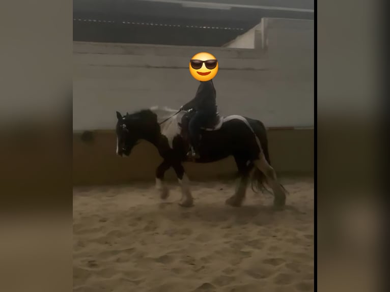 Drum-Horse Stute 7 Jahre 175 cm Tobiano-alle-Farben in Udestedt