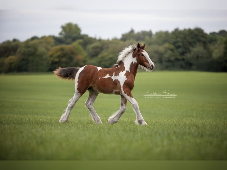 Drum-Horse Stute Fohlen (05/2025) Schecke in Uelsen