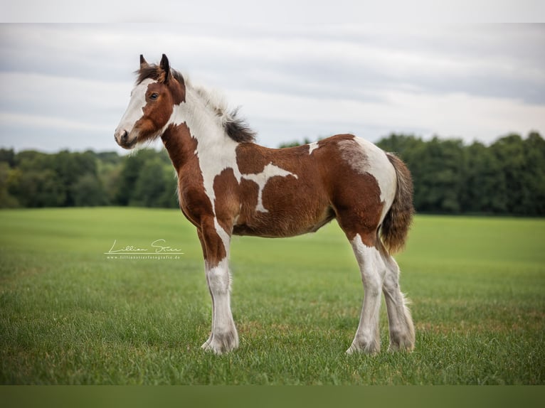 Drum-Horse Stute Fohlen (05/2025) Schecke in Uelsen