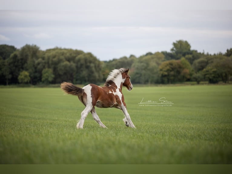 Drum-Horse Stute Fohlen (05/2025) Schecke in Uelsen