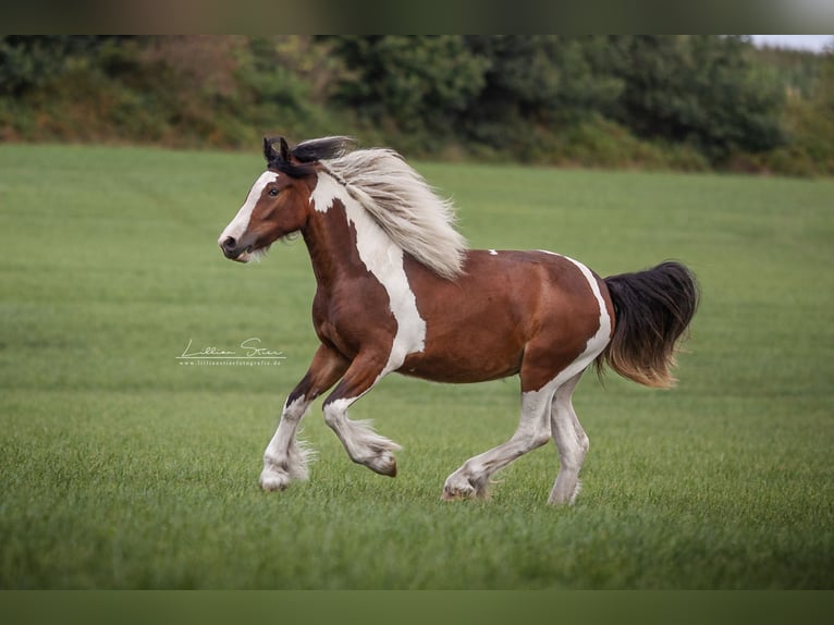 Drum-Horse Stute Fohlen (05/2025) Schecke in Uelsen