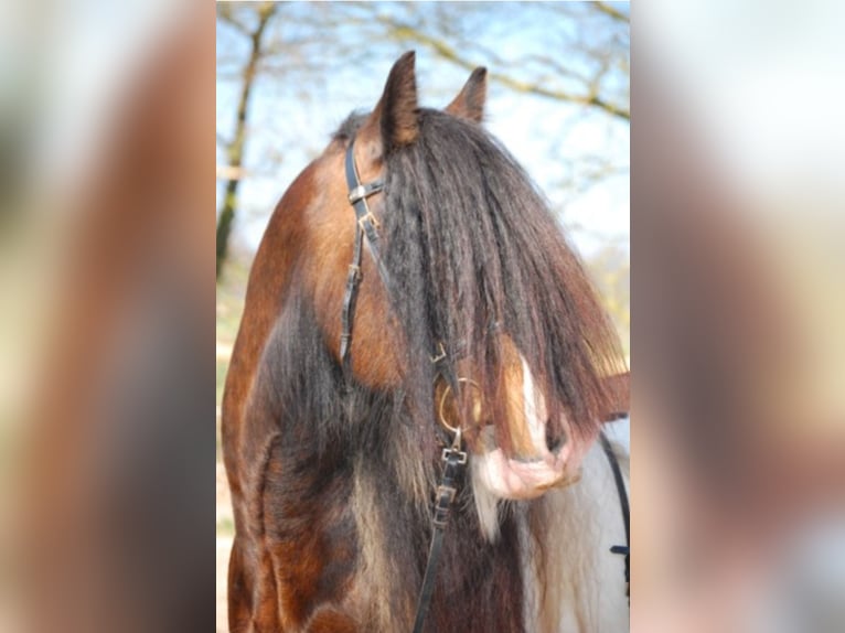 Drum-Horse Stute Fohlen (05/2025) Schecke in Uelsen