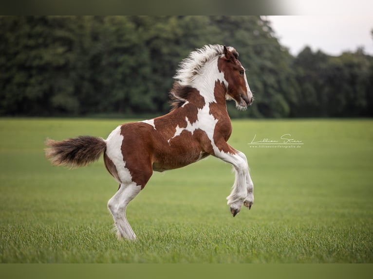 Drum-Horse Stute Fohlen (05/2025) Schecke in Uelsen