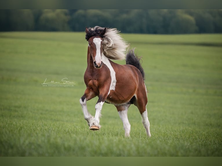 Drum-Horse Stute Fohlen (05/2025) Schecke in Uelsen