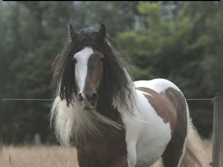 Drum-Horse Stute Fohlen (05/2025) Schecke in Uelsen