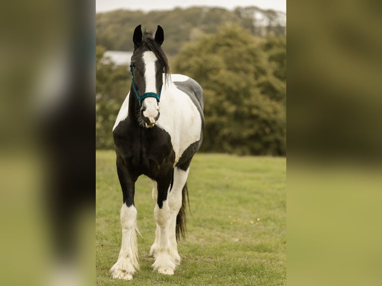 Drum Horse Wałach 2 lat 170 cm Srokata in Daleiden