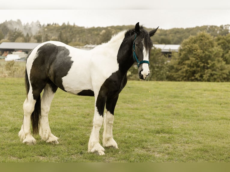 Drum Horse Wałach 2 lat 170 cm Srokata in Daleiden