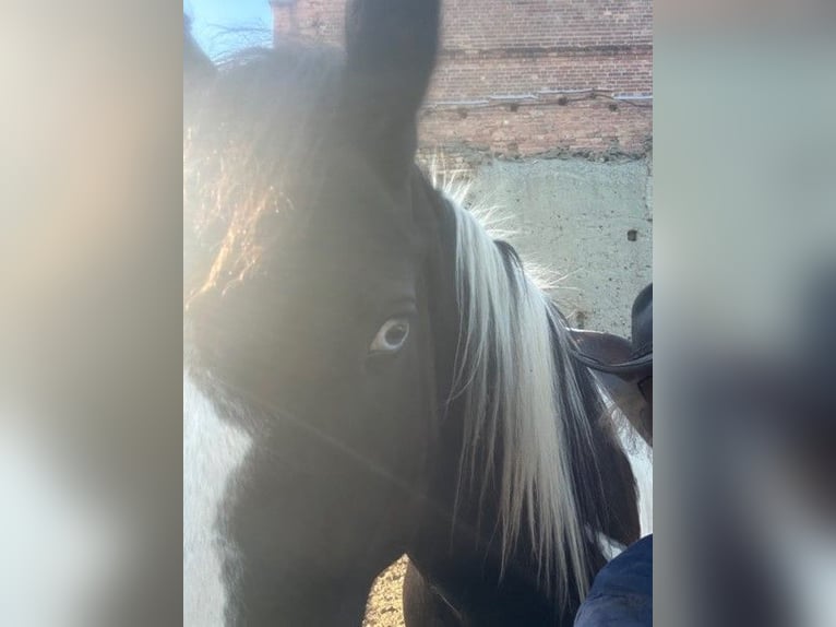 Drum Horse Wałach 4 lat 174 cm Srokata in Bad Lauchstädt