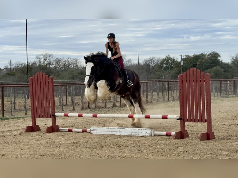 Drum Horse Wałach 6 lat 183 cm Sabino in Weatherford