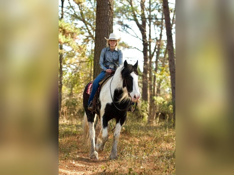 Drum Horse Wałach 7 lat 173 cm in Huntsville, TX