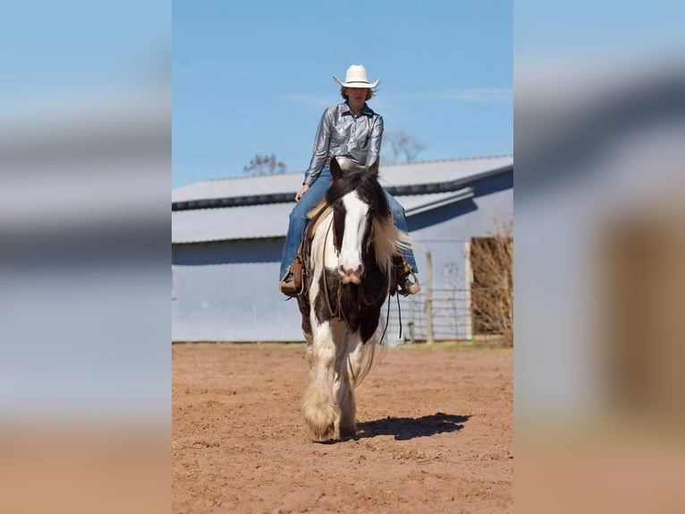 Drum Horse Wałach 7 lat 173 cm in Huntsville, TX