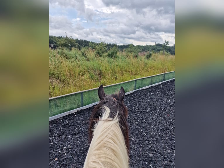 Drum-Horse Wallach 19 Jahre 170 cm Schecke in Amtzell