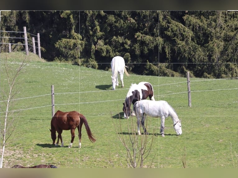 Drum-Horse Wallach 19 Jahre 170 cm Schecke in Amtzell
