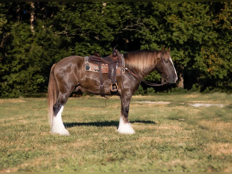 Drum-Horse Wallach 4 Jahre 163 cm Schwarzbrauner in Marble Hill