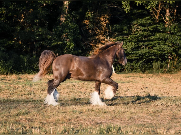 Drum-Horse Wallach 4 Jahre 163 cm Schwarzbrauner in Marble Hill